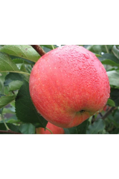 Чемпіон — яблука з ідеальним балансом кислоти й солодкості.