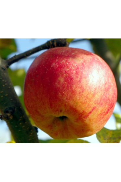 Осінній Чемпіон — яблука з червоно-жовтим забарвленням.