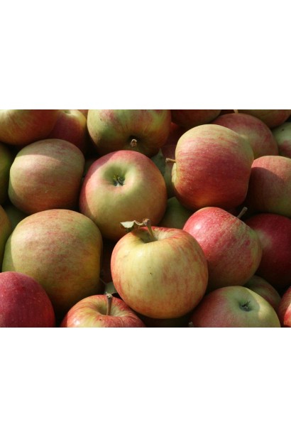 Malus domestica Champion — плоди з ніжним ароматом і солодкістю.