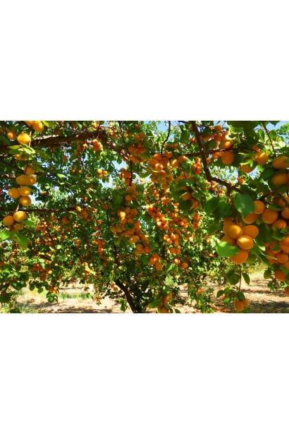 Абрикос Киевский Ранний дерево в период плодоношения