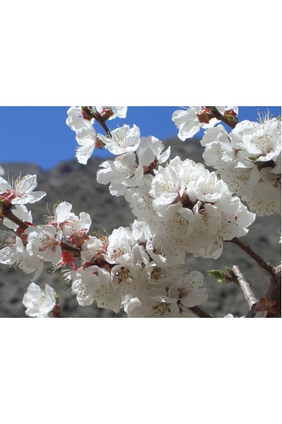 Абрикос Киевский цветение белым цветом