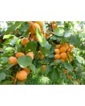 Абрикос Kiev Еarly плоды оранжевые