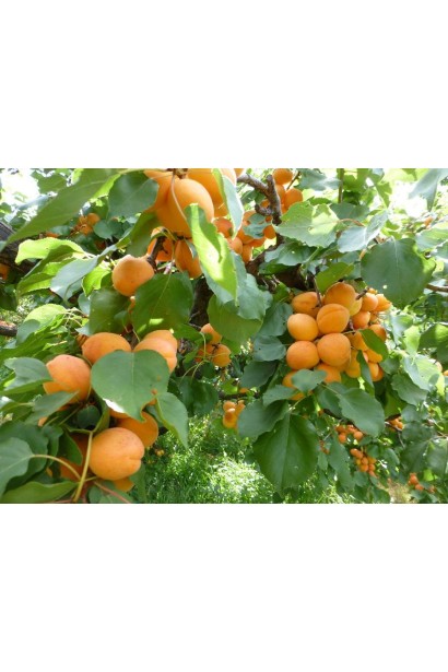 Абрикос Kiev Еarly плоды оранжевые