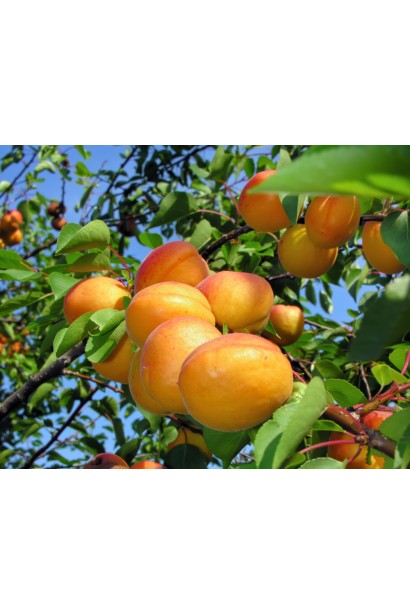 Абрикос Киевский Ранний