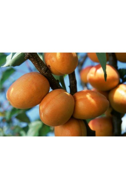 Prunus armeniaca Kiev Еarly