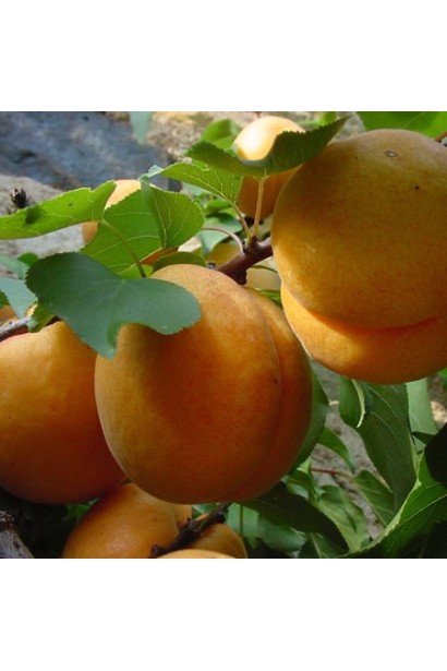 Абрикосы сорта Киевский ранний