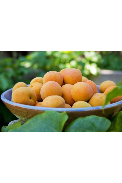 Абрикос Киевский Ранний спелые плоды