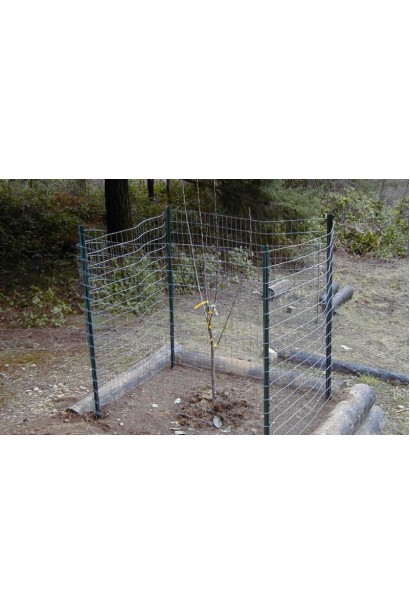 Абрикос Киевский Ранний посадка саженца