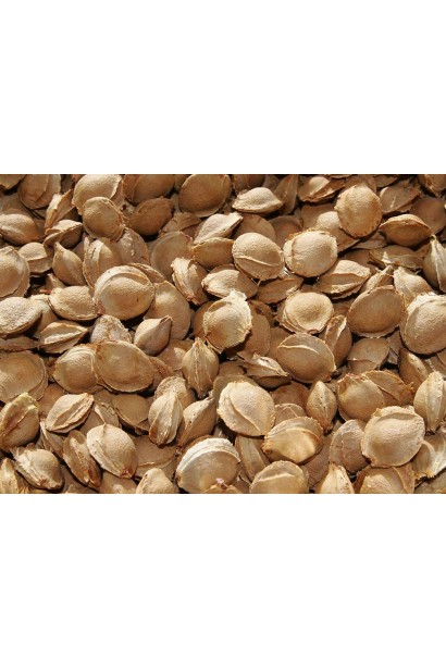 Абрикос Киевский Ранняя косточка плода