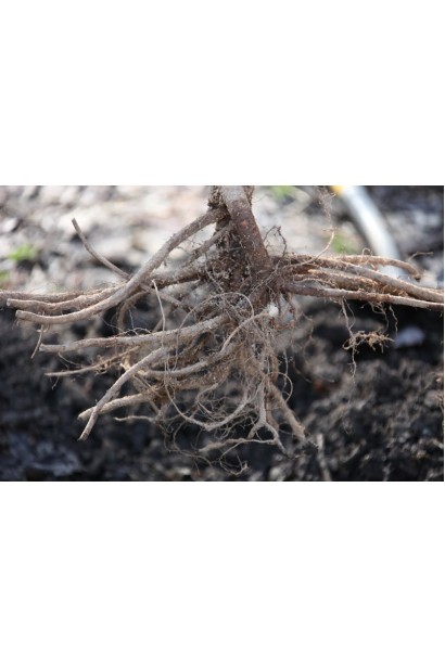 Коренева система абрикосового дерева