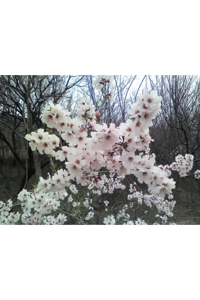 Абрикос Червонощокий цвітіння дерева