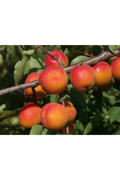 Абрикоси раннього сорту Червонощокий