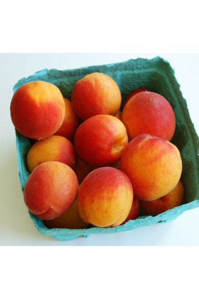 Prunus armeniaca Сheeked