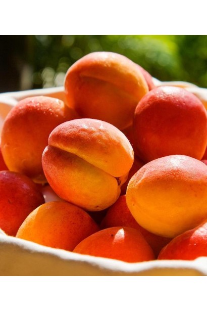 Абрикос Червонощокий ранній 