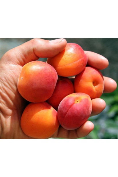 Prunus armeniaca Сheeked плоди з червоним румянцем