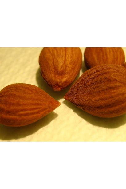 Кісточка абрикоса Сheeked