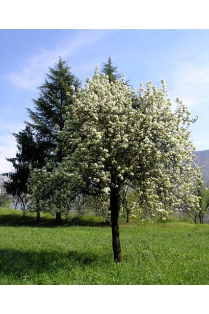 Груша звичайна Вільямс квітуче дерево