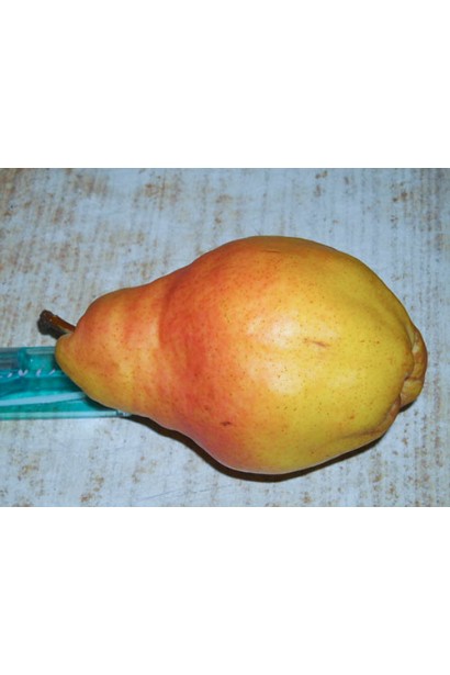 Груша Вільямс розмір плодів