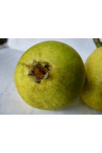 Груша звичайна Вільямс 