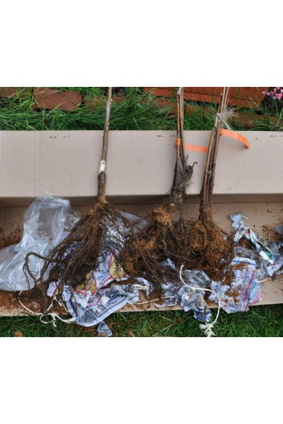 Груша звичайна Вільямс саджанці з голим коренем