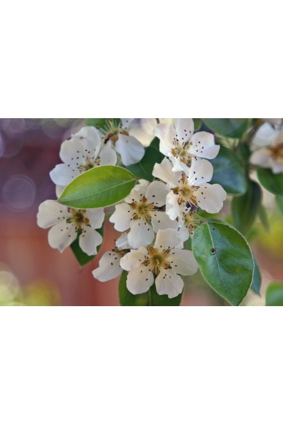 Груша звичайна Вільямс цвітіння