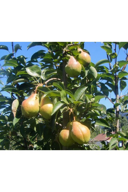 Груша домашня Вільямс