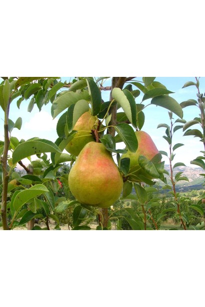 Pyrus communis Williams