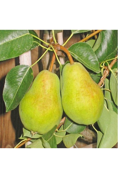 Груша звичайна Вільямс  плоди