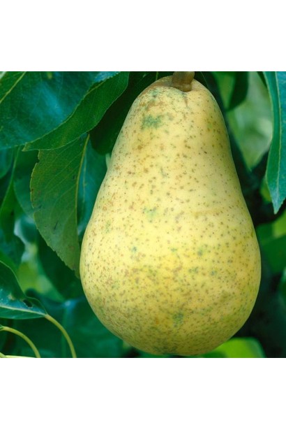 Груша звичайна Вільямс світло-зелені плоди