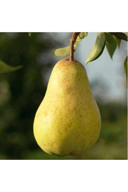 Груша звичайна Бартлет
