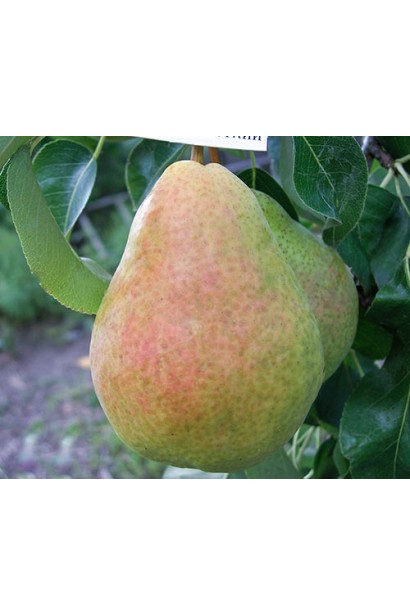 Груша звичайна Дюшес