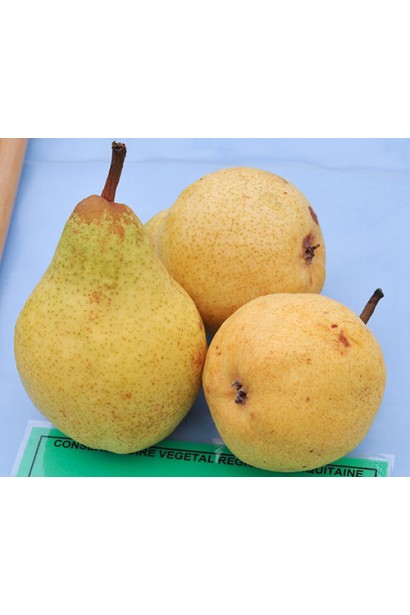 Груша Вільямс жовті плоди при дозріванні