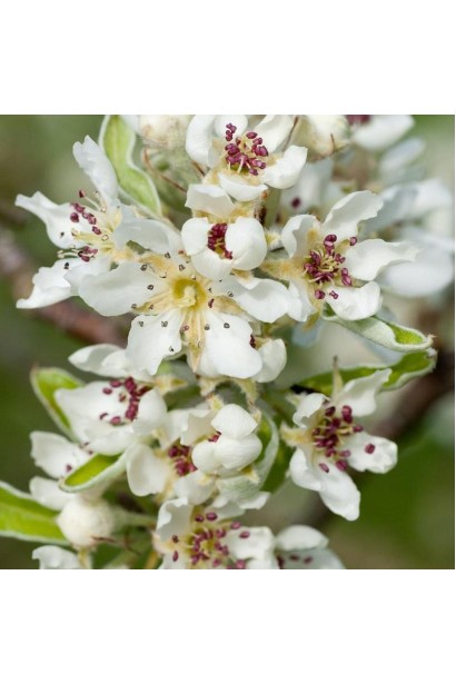 Груша колоновидна Листопадова білі квіти