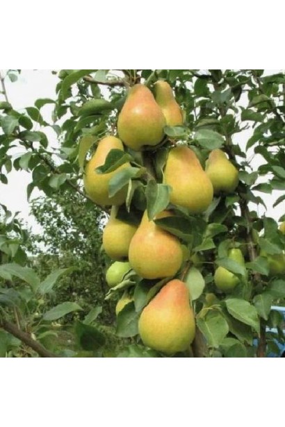 Груша колоновидна Листопадова