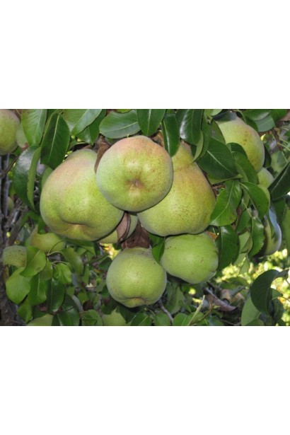 Груша колоновидна Листопадова плоди