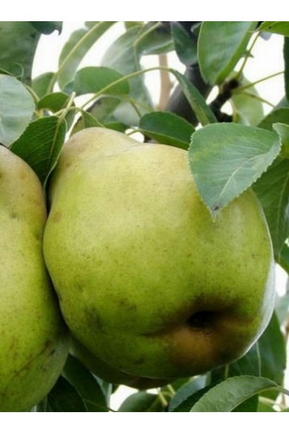 Груша колоновидна Листопадова зимова