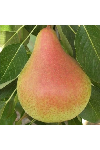 Pyrus сolumnar Noyabrskaya