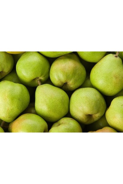 Плоди груші колоновидної Noyabrskaya