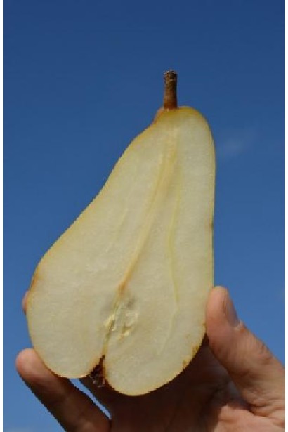 Зимовий сорт груші Листопадова