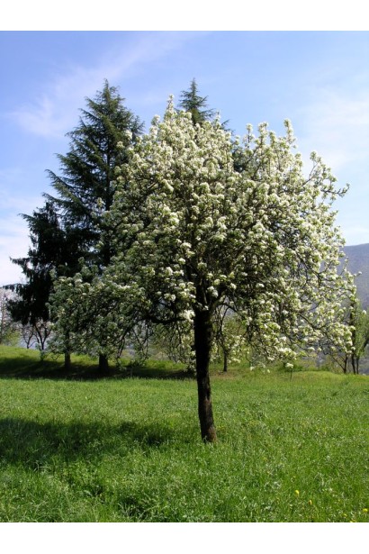 Груша Улюблениця Клаппа дерево