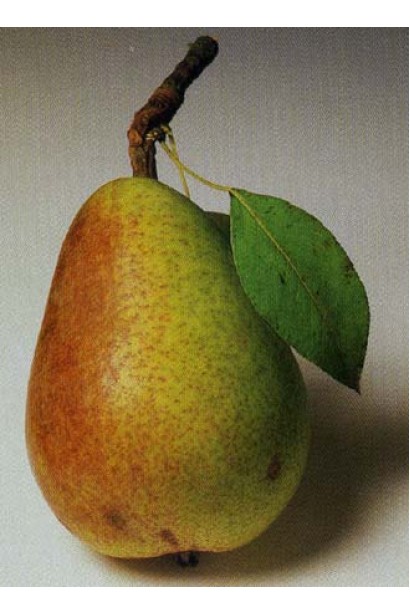 Груша Фаворитка Клаппа