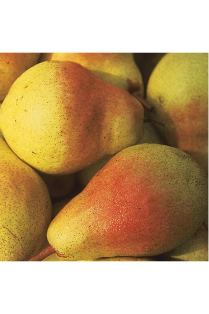 Груша  Улюблениця Клаппа плоди