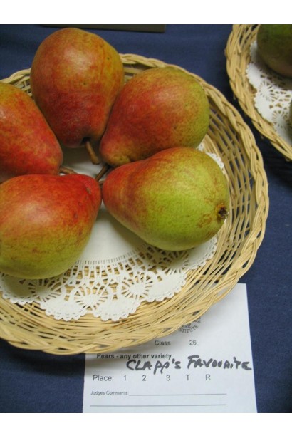 Груша Красуня Клаппа