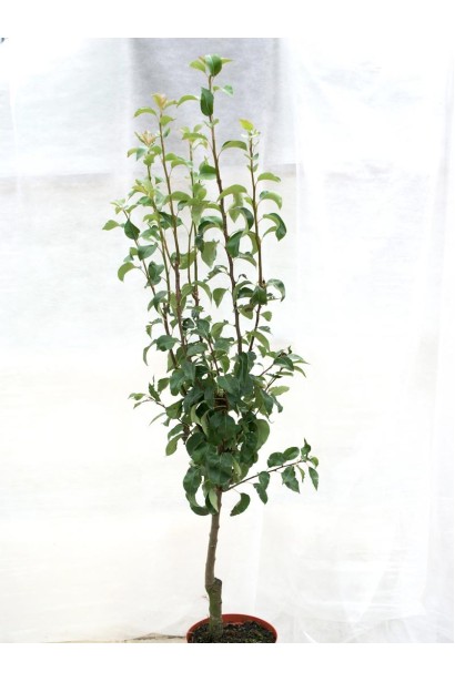 Груша Улюблениця Клаппа саджанець в контейнері