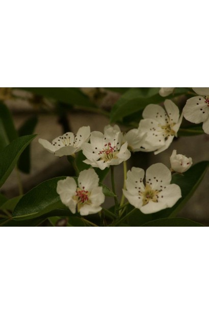 Груша Улюблениця Клаппа цвітіння