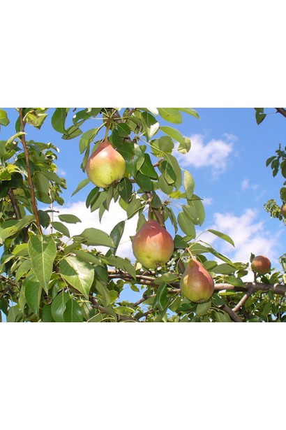 Груша звичайна Clapp’s Favourite