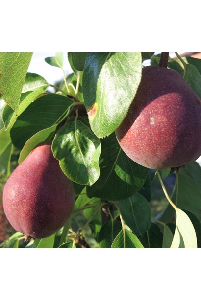 Груша Clapp’s Favourite