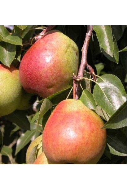 Груша домашня Улюблениця Клаппа