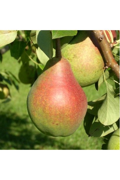 Pyrus communis Clapp’s Favourite