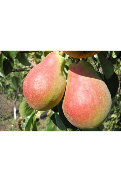 Літня груша